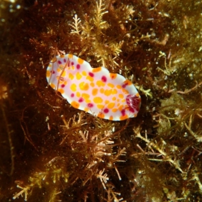 Ceratosoma amoenum (Clown Nudibranch) at Bermagui, NSW - 9 Apr 2017 by NickShaw