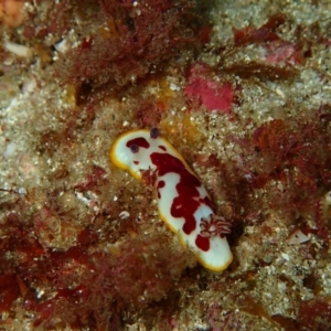 Goniobranchus splendidus at Undefined, NSW - 7 Apr 2017