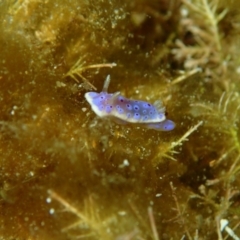 Chromodoris thompsoni at Bermagui, NSW - 9 Apr 2017 by NickShaw