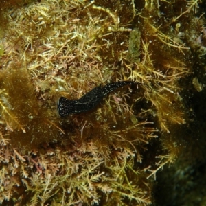 Mariaglaja tsurugensis at The Blue Pool, Bermagui - 9 Apr 2017