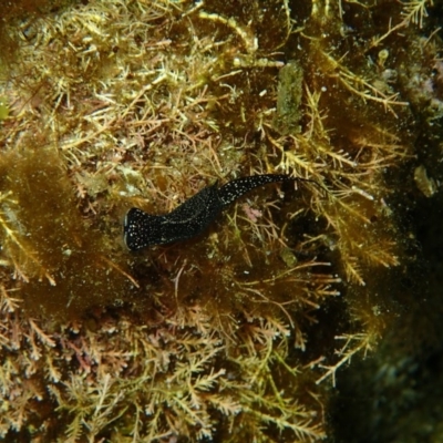 Mariaglaja tsurugensis at The Blue Pool, Bermagui - 9 Apr 2017 by NickShaw