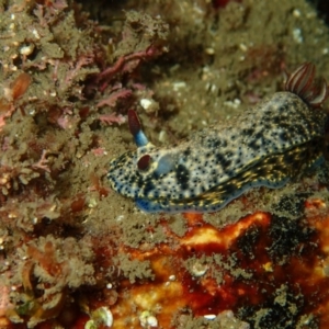 Hypselodoris obscura at Eden, NSW - 8 Apr 2017 02:03 PM