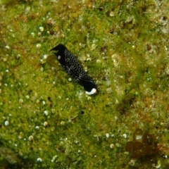 Mariaglaja inornata (Chelidonura inornata) at Bermagui, NSW - 9 Apr 2017 by NickShaw