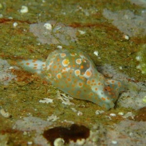 Haminoea cymbalum at The Blue Pool, Bermagui - 9 Apr 2017