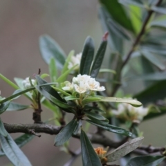 Pyracantha angustifolia (Firethorn, Orange Firethorn) at Black Range, NSW - 3 Apr 2017 by NickShaw