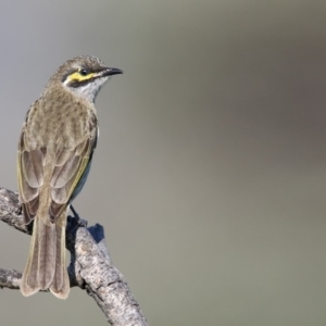 Caligavis chrysops at Eden, NSW - 14 Apr 2017 09:17 AM