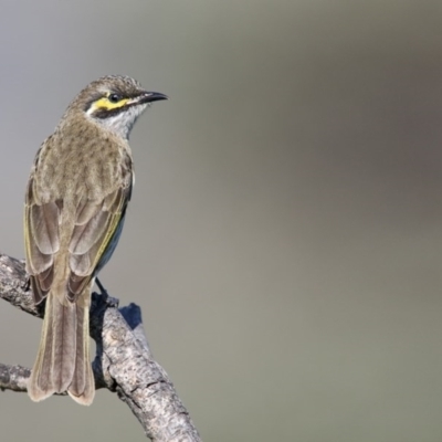 Caligavis chrysops (Yellow-faced Honeyeater) at Eden, NSW - 14 Apr 2017 by Leo