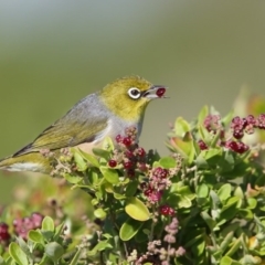 Zosterops lateralis (Silvereye) at Ben Boyd National Park - 14 Apr 2017 by Leo