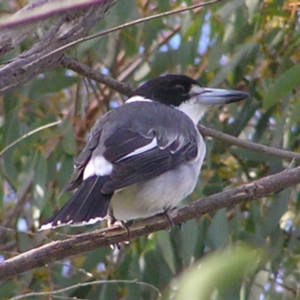 Cracticus torquatus at Torrens, ACT - 13 Apr 2017