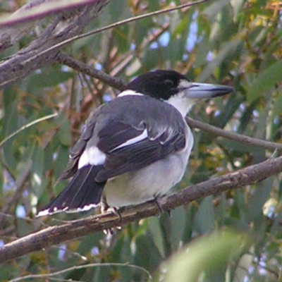 Cracticus torquatus (Grey Butcherbird) at Mount Taylor - 13 Apr 2017 by MatthewFrawley