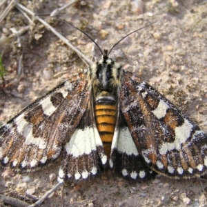 Apina callisto at Kambah, ACT - 13 Apr 2017