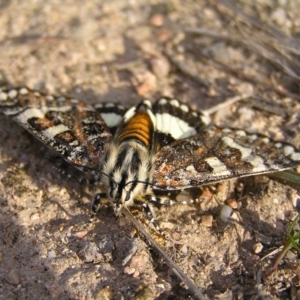 Apina callisto at Kambah, ACT - 13 Apr 2017