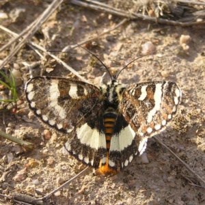 Apina callisto at Kambah, ACT - 13 Apr 2017 04:15 PM