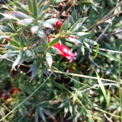 Styphelia humifusum (Cranberry Heath) at Garran, ACT - 14 Apr 2017 by Mike