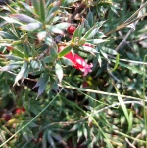 Astroloma humifusum at Garran, ACT - 14 Apr 2017