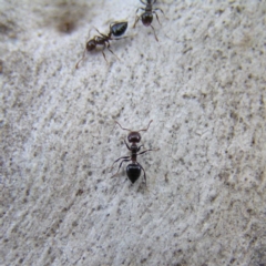 Crematogaster sp. (genus) (Acrobat ant, Cocktail ant) at Kambah, ACT - 13 Apr 2017 by MatthewFrawley