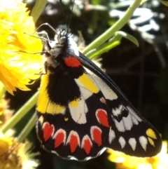 Delias aganippe (Spotted Jezebel) at ANBG - 7 Apr 2017 by PeterR