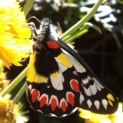 Delias aganippe (Spotted Jezebel) at ANBG - 7 Apr 2017 by PeterR