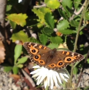 Junonia villida at Acton, ACT - 7 Apr 2017 01:43 PM