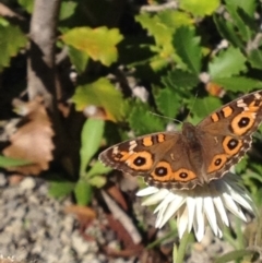 Junonia villida at Acton, ACT - 7 Apr 2017