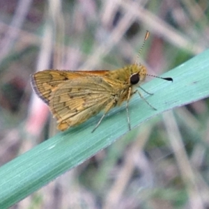 Ocybadistes walkeri at Acton, ACT - 12 Apr 2017