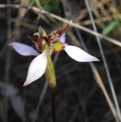 Eriochilus cucullatus (Parson's Bands) at Kambah, ACT - 8 Apr 2017 by PeterR