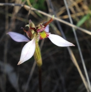 Eriochilus cucullatus at Kambah, ACT - suppressed