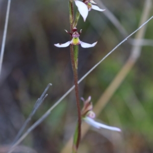 Eriochilus cucullatus at Kambah, ACT - suppressed