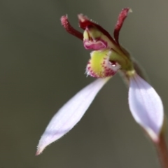 Eriochilus cucullatus at Kambah, ACT - 8 Apr 2017