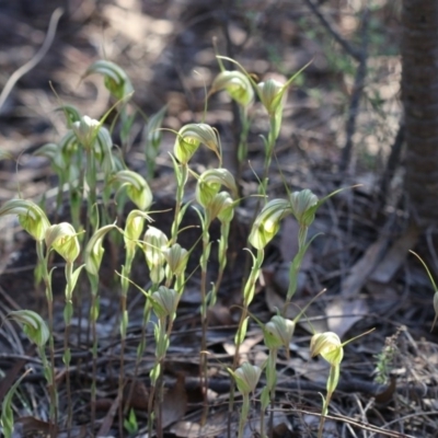 Diplodium ampliatum (Large Autumn Greenhood) at Mount Taylor - 8 Apr 2017 by PeterR