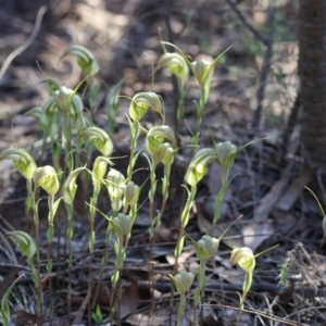 Diplodium ampliatum at Kambah, ACT - 8 Apr 2017