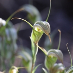 Diplodium ampliatum at Kambah, ACT - 8 Apr 2017