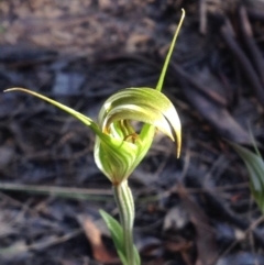 Diplodium ampliatum at Kambah, ACT - 8 Apr 2017