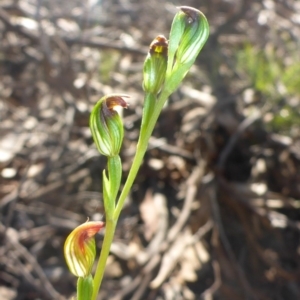 Speculantha rubescens at O'Connor, ACT - suppressed