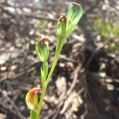 Speculantha rubescens (Blushing Tiny Greenhood) at O'Connor, ACT - 14 Apr 2017 by JanetRussell