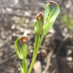 Speculantha rubescens at O'Connor, ACT - suppressed