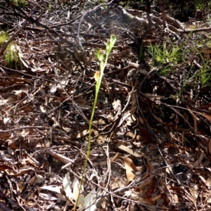 Speculantha rubescens at O'Connor, ACT - 14 Apr 2017