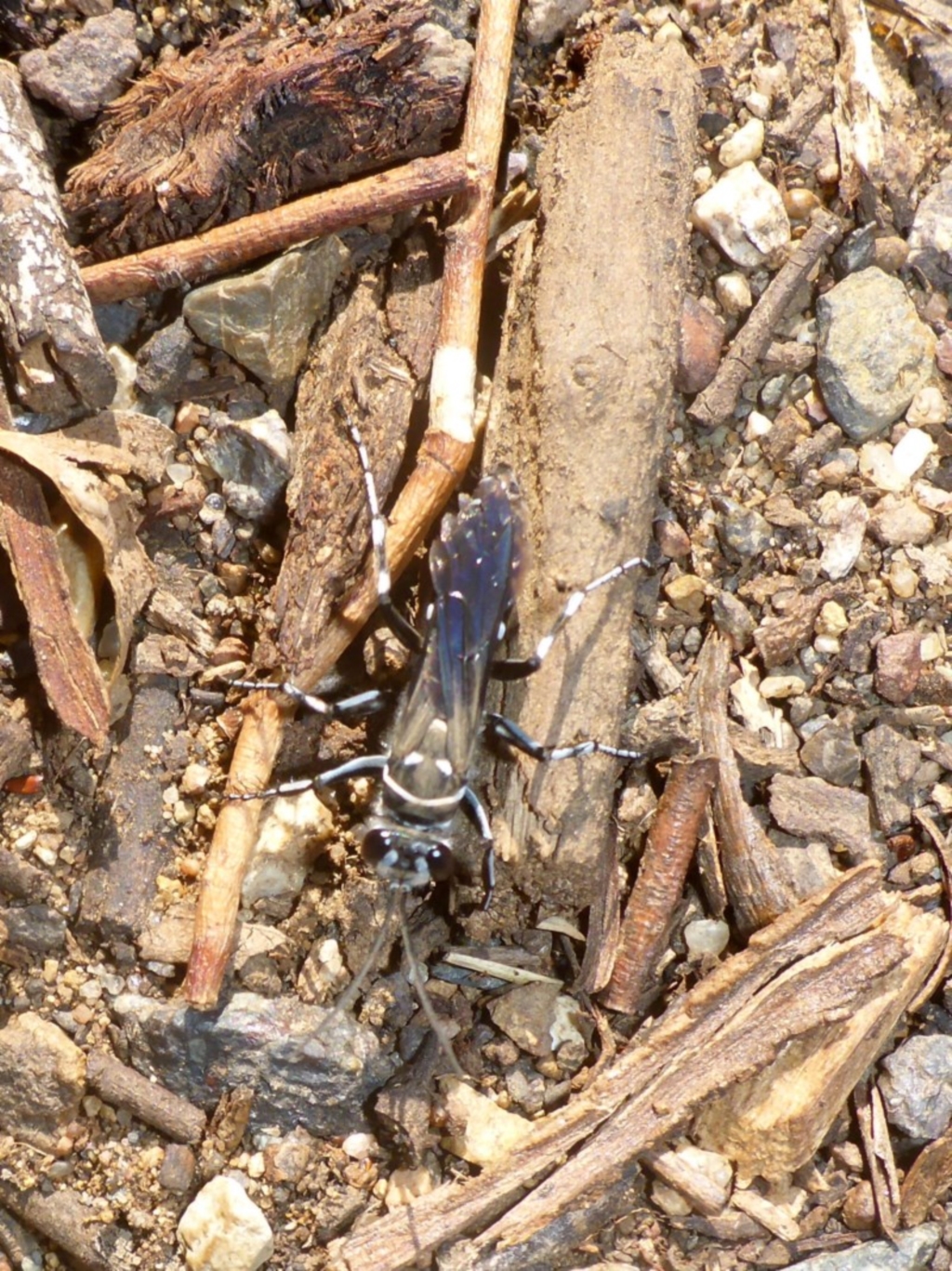 Turneromyia sp. (genus) at O'Connor, ACT - 14 Apr 2017