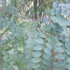 Robinia pseudoacacia (Black Locust) at Callum Brae - 14 Apr 2017 by Mike