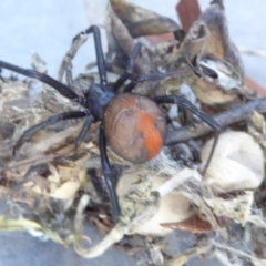 Latrodectus hasselti (Redback Spider) at Reid, ACT - 7 Apr 2017 by AndyRussell