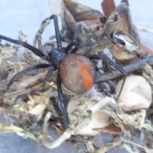 Latrodectus hasselti at Reid, ACT - 7 Apr 2017 03:51 PM