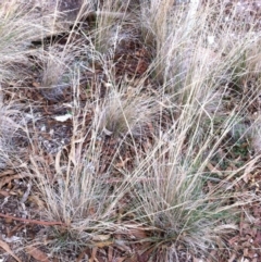 Poa sieberiana var. sieberiana (Snowgrass) at Hughes, ACT - 13 Apr 2017 by ruthkerruish