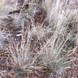 Poa sieberiana var. sieberiana at Hughes, ACT - 13 Apr 2017 12:00 AM