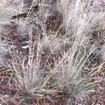 Poa sieberiana var. sieberiana (Snowgrass) at Hughes, ACT - 12 Apr 2017 by ruthkerruish