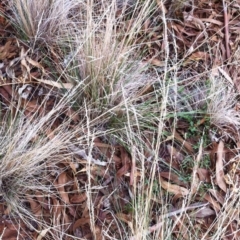 Poa sieberiana var. sieberiana at Hughes, ACT - 13 Apr 2017