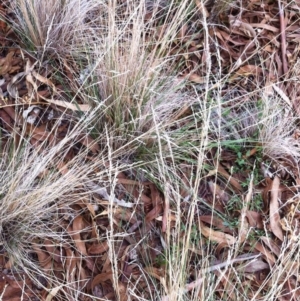 Poa sieberiana var. sieberiana at Hughes, ACT - 13 Apr 2017