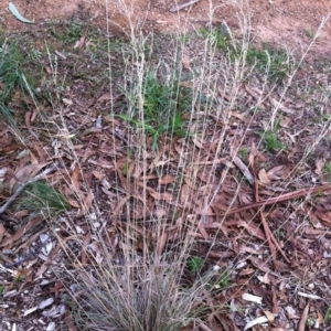 Poa sieberiana var. sieberiana at Hughes, ACT - 13 Apr 2017