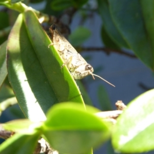 Phaulacridium vittatum at Reid, ACT - 21 Feb 2017