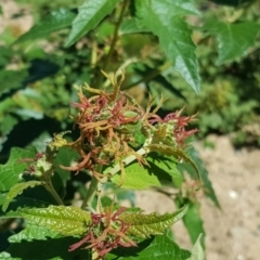 Adriana tomentosa var. tomentosa (Eastern Bitterbush) at Stromlo, ACT - 26 Mar 2017 by Mike