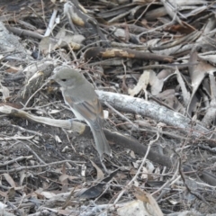 Pachycephala pectoralis (Golden Whistler) at Acton, ACT - 13 Apr 2017 by Qwerty